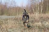 CATAHOULA 045